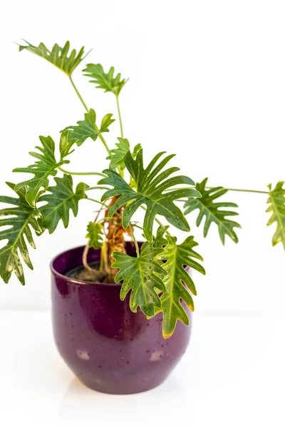Philodendron Xanadu Planta Crescendo Belo Pote Decorativo — Fotografia de Stock