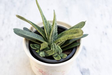 Gasteria öküz dili sulu bitki üst görünümü