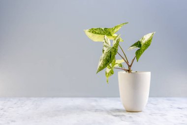 Güzel sengonyum podophyllum albo varyete bitkisi beyaz seramik kapta fotokopi alanı ile birlikte.