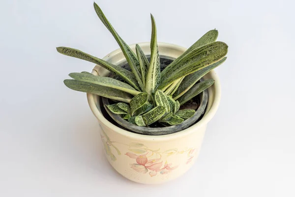 ガスターティア小さなウィーティーは植物のクローズアップ — ストック写真