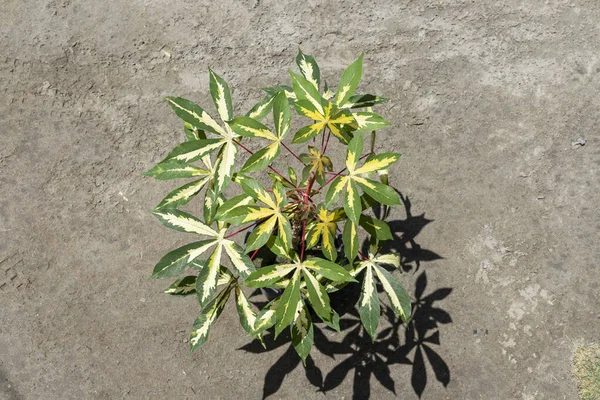 Manihot Esculenta Cassava Urozmaicony Widok Góry Rośliny — Zdjęcie stockowe
