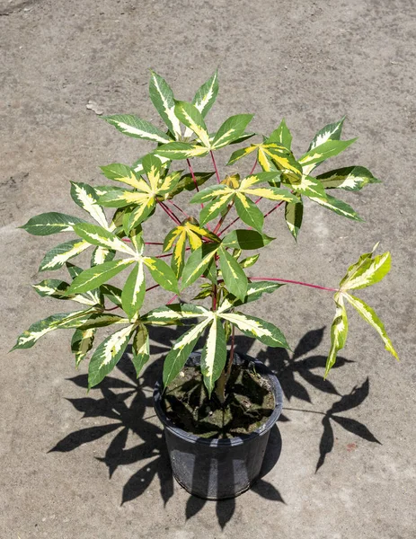 Cassava Manihot Esculenta Hojas Verdes Amarillas Planta Ornamental Variegada — Foto de Stock