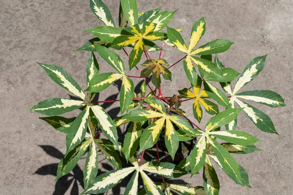 Manihot Esculenta Yuca Planta Variada Vista Superior —  Fotos de Stock