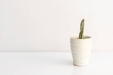 Bir turşu bitkisi Kleinia Stapeliiforis beyaz arka planda izole edilmiştir.