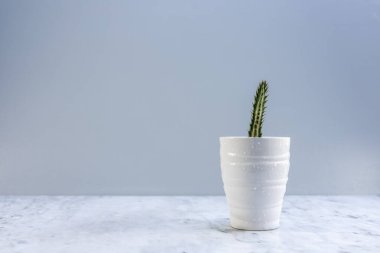 Senecio kleinia stapeliiforis. Fotokopi alanı olan güzel bir seramik tencerede.