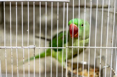 Kafesten dışarı bakan yeşil bir papağan. Bulanık arkaplan ile seçmeli odak.