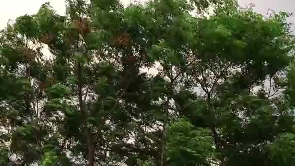 Drzewa Podczas Burzy Silny Wiatr — Wideo stockowe
