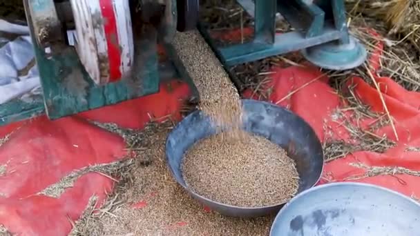 Thresher Machine Working Field Separating Wheat Grain Husk Straw — Stock Video
