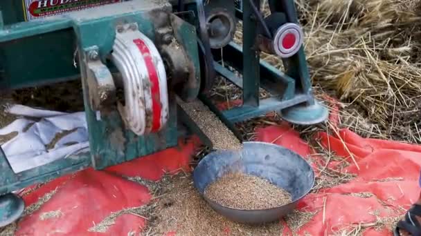 Buğday Harman Makinesinden Düşen Bir Sepetin Içinde Buğday Toplamak — Stok video