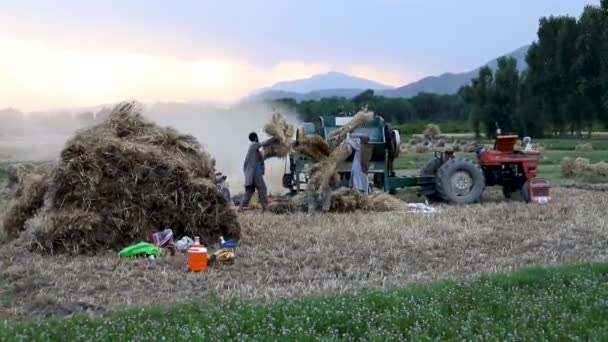 Сват Пакистан Мая 2023 Года Фермер Рабочий Работающие Пшеничных Полях — стоковое видео