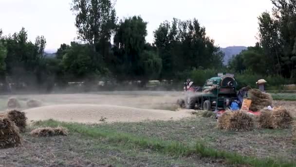 Swat Пакистан Травня 2023 Tractor Thresher Machine Operating Agricultural Field — стокове відео