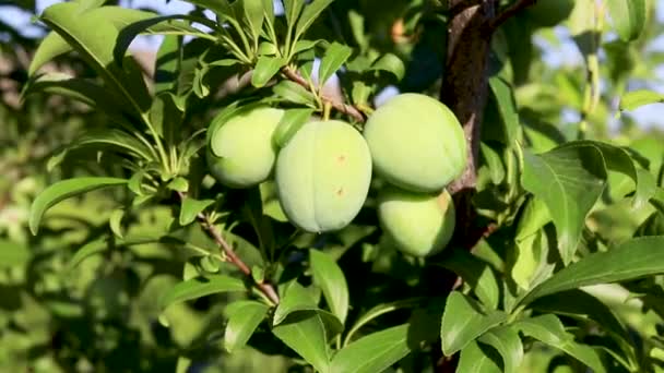 Green Unripe Fruit Tree — Stock Video