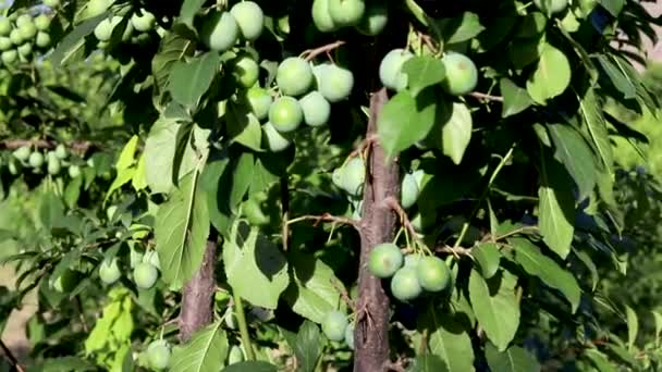 Unreife Pflaumenfrüchte Baum — Stockvideo
