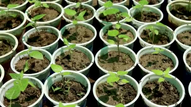 Tamarillo Solanum Betaceum Seedling Top View — стоковое видео