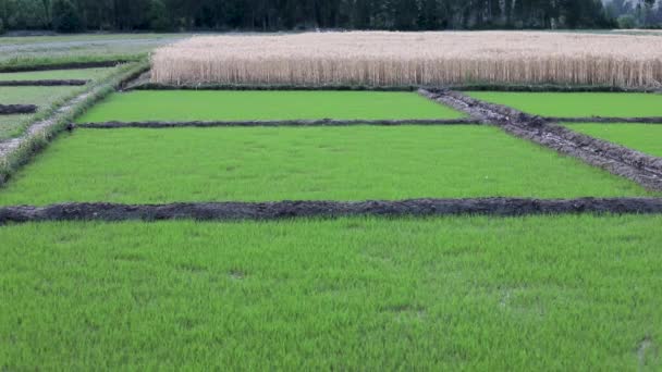 Саженцы Риса Прорастающие Полях — стоковое видео