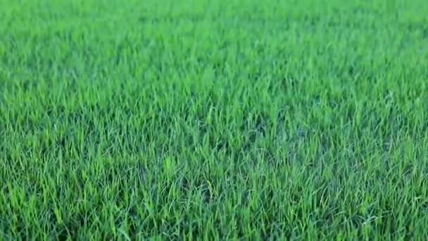 Rijstzaailingen Groeien Velden — Stockvideo