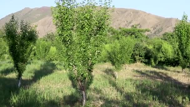 パキスタンの田舎にあるプラム果樹園 — ストック動画