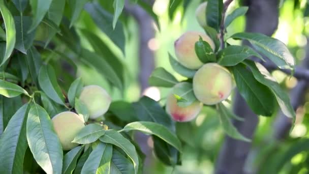 Närbild Persika Fruktträdet — Stockvideo