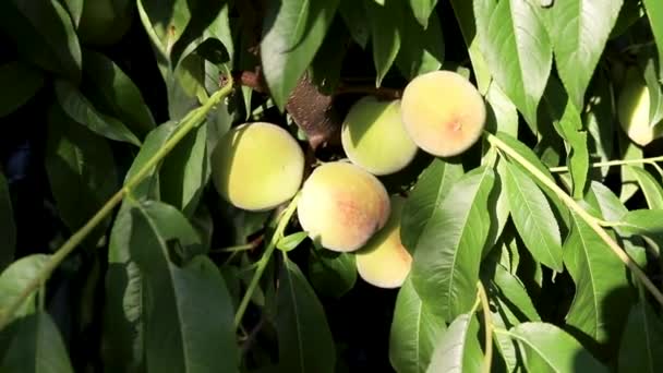Вирощування Дрібних Персиків Звисають Гілці Персикового Дерева — стокове відео