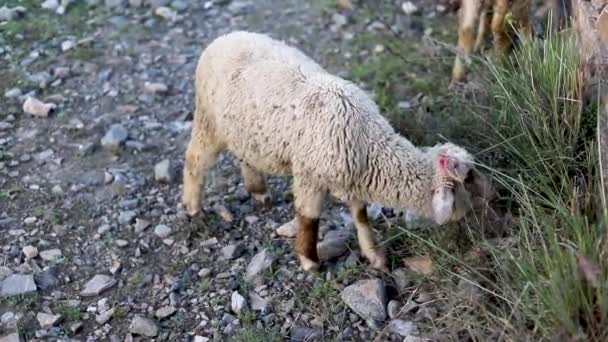 Weiße Schafe Weiden Das Gras Auf Dem Feld — Stockvideo
