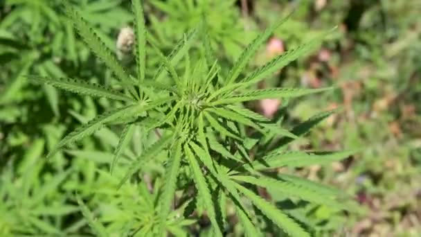 Feuilles Marijuana Sauvage Gros Plan — Video