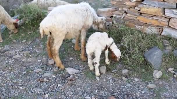 Anak Domba Yang Baru Lahir Beristirahat Sementara Induk Domba Menggembalakan — Stok Video