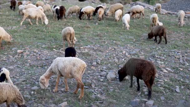 羊の群れが畑に群がり — ストック動画
