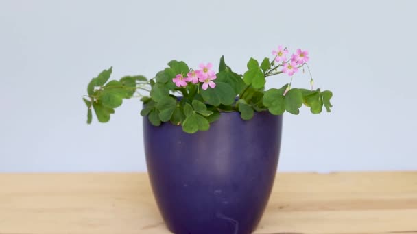 Groene Shamrock Plant Met Roze Bloemen Een Mooie Bloempot — Stockvideo