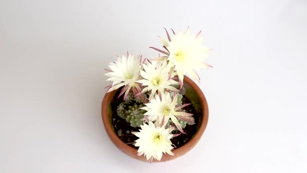 Kaktüs Beyaz Izole Bir Arka Planda Kil Bir Tencerede Çiçek — Stok video