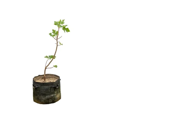 Fig Árvore Frutífera Plantada Growbag Isolado Fundo Branco Com Espaço — Fotografia de Stock
