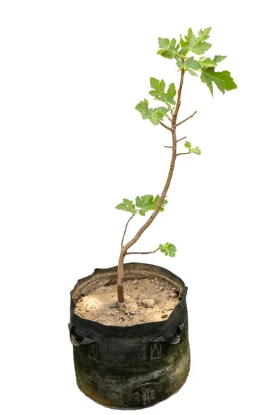 Fig Frukt Träd Växa Väska Isolerad Vit Bakgrund — Stockfoto