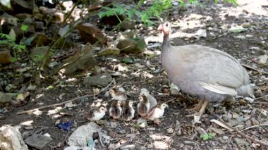 Yumurtadan yeni çıkmış yavrularıyla kara kara kara düşünen bir tavuk.