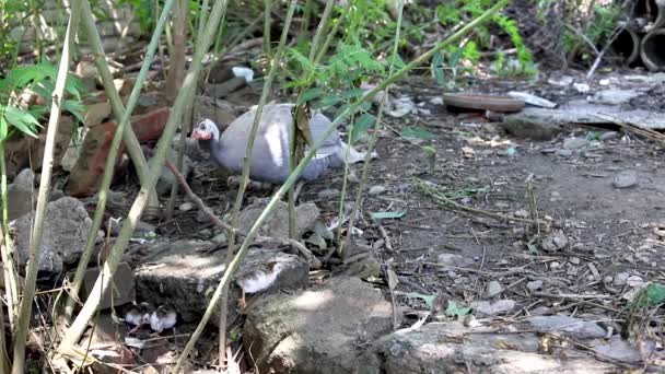 Guinea Unggas Ayam Dengan Ayam Guinea Nya Hutan — Stok Video
