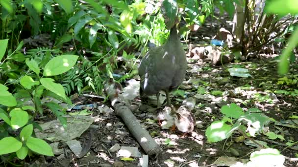 几内亚雀鸟和它的几只豚鼠在后院花园觅食 — 图库视频影像