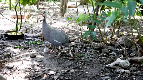几内亚鸡胸肉母鸡孵出几只几内亚小鸡 — 图库视频影像