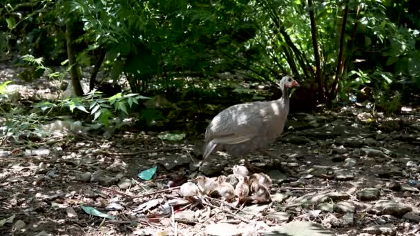在森林里孵出小鸡的肉麻的豚鼠鸡 — 图库视频影像