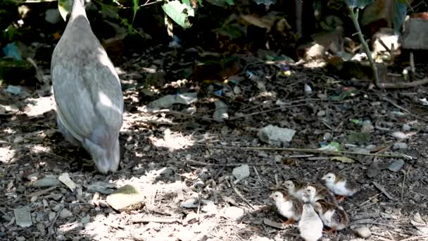 Helmeted Guinea Fowl Hen Her Keats — Stok Video