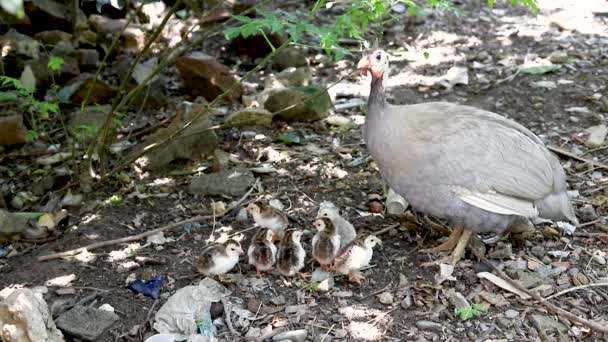 几内亚鸡仔母鸡和她刚孵出的小鸡 — 图库视频影像