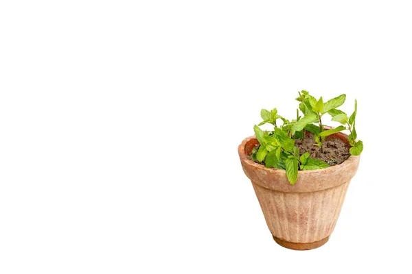Green Mint Herb Clay Pot Copy Space White Isolated Background — Stock Photo, Image
