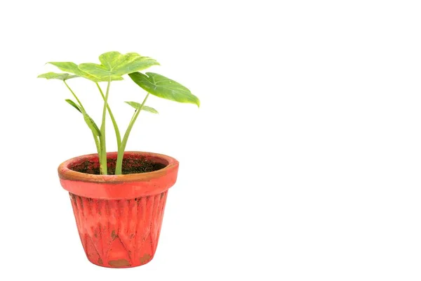 Groene Caladium Plant Een Pot Witte Geïsoleerde Achtergrond — Stockfoto