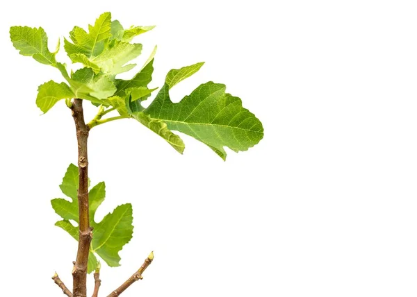Fig Frukt Träd Närbild Visa Med Kopia Utrymme — Stockfoto