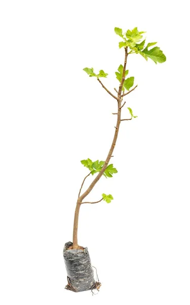 Fig Árvore Raiz Frutas Saco Plástico Isolado Fundo Branco — Fotografia de Stock