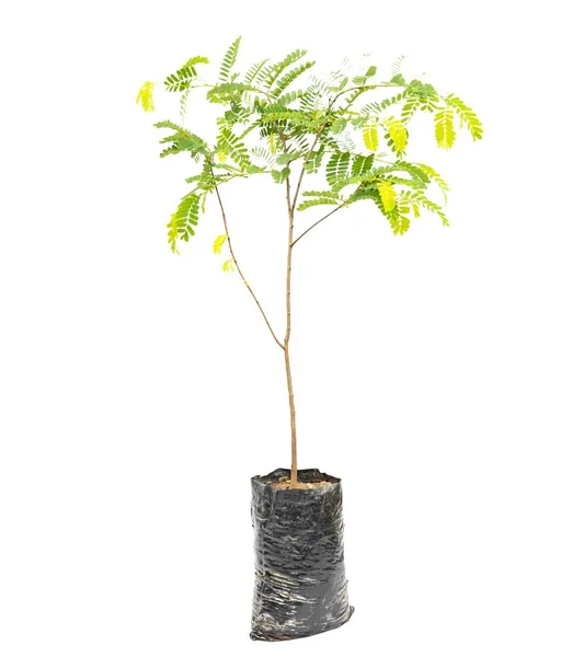 Tamarind Pequena Árvore Saco Plástico Isolado Fundo Branco — Fotografia de Stock