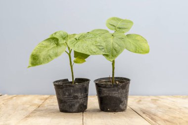 Tamarillo ağacı domates fideleri yakın plan