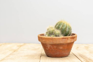 Echinocereus pectinatus kaktüs yakın çekim görüntüsü