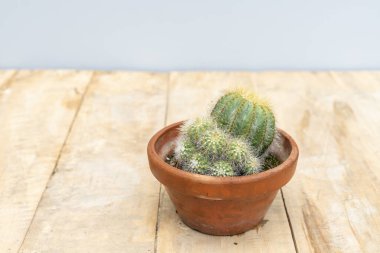 Balon kaktüsü Notocactus Magnificus yakın plan