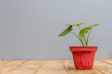 Caladium küçük yeşil yapraklar kırmızı kil kapta bitki
