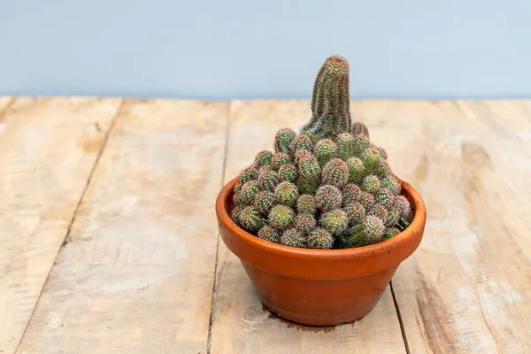 Echinocereus Pectinatus Mooie Cactus Een Klei Pot — Stockfoto