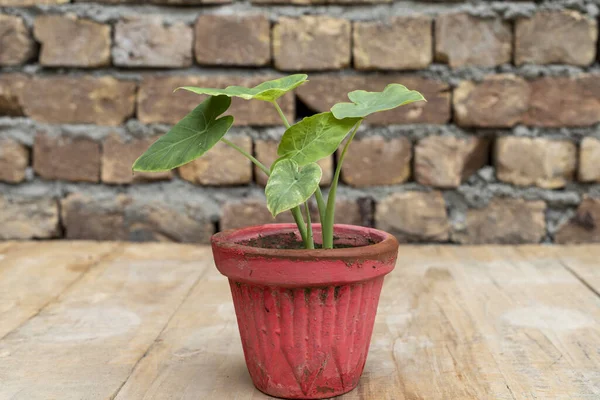 Kis Kaládium Növény Egy Edényben Közelkép — Stock Fotó