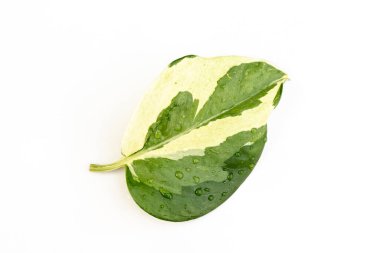 Beyaz izole bir zemin üzerinde egzotik 'Epipremnum Aureum N' Joy 'pothos yaprağı